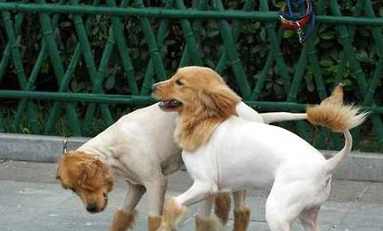 犬瘟有哪些癥狀
