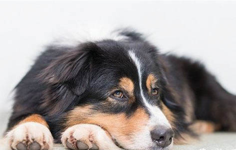 英國玩具獵鷸犬怎么學游泳