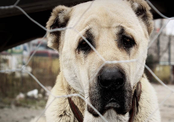 喜樂蒂牧羊犬得細小的前兆