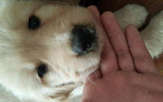 狗狗后腿皮膚裂開