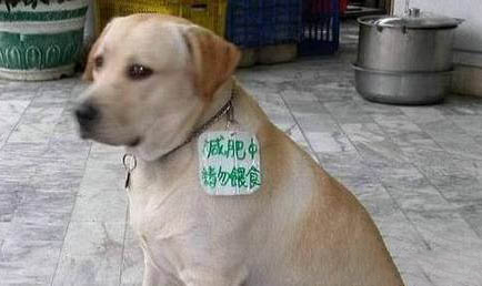 狗狗膽紅素肝炎