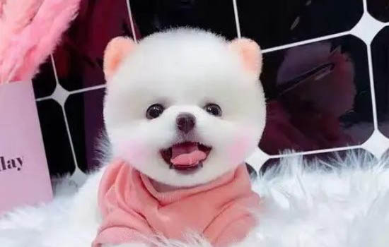 夏天到了你幫狗狗換裝了嗎