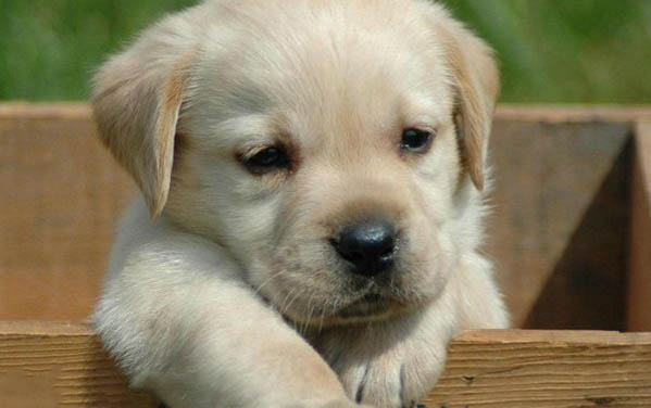 有哪些狗狗作為導盲犬