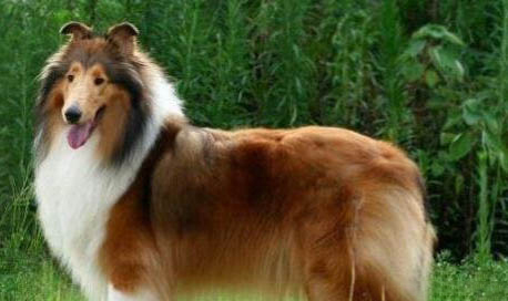 蘇格蘭牧羊犬多久可以洗澡