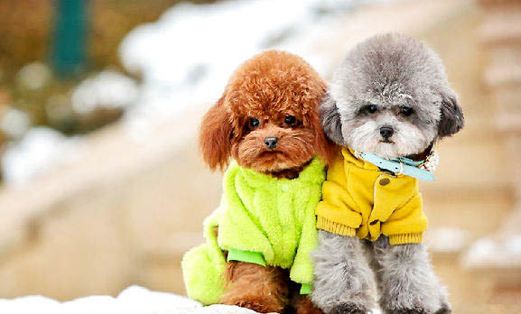貴賓犬聰明在哪里