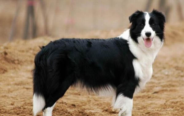 牧羊犬流產后多久才能發情啊
