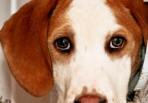 美國獵狐犬為什么會打嗝