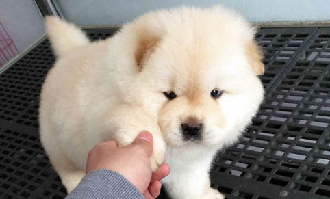 松獅犬太瘦原因