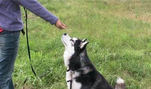 為什么狗狗在家里等你