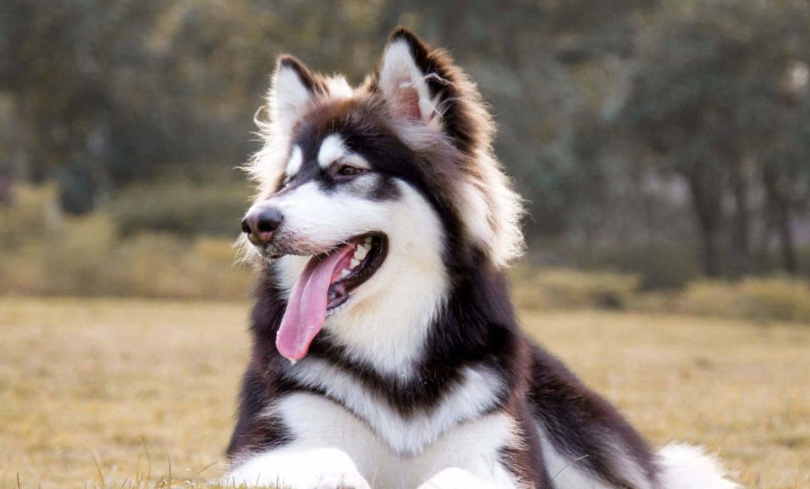 狗狗叫什么名