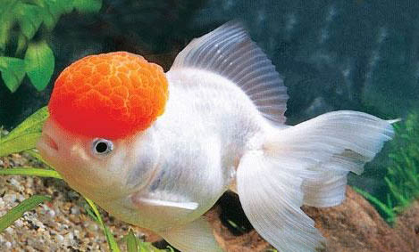 家養冷水魚有哪些品種?