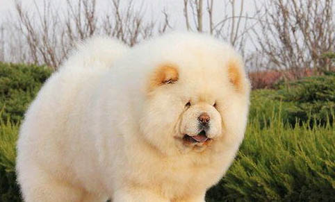 松獅犬可以吃人類的什么食物