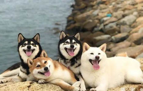 柴犬能長多大