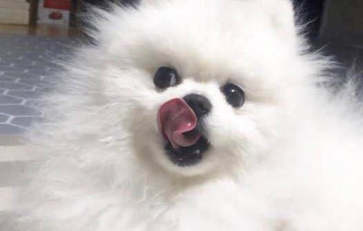 狗狗可以吃山藥嗎?
