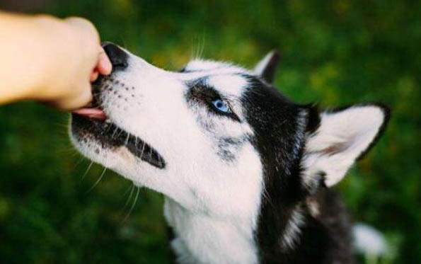 怎么辨別小狗有狂犬病