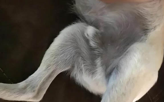 狗狗后腿血管在哪個部位