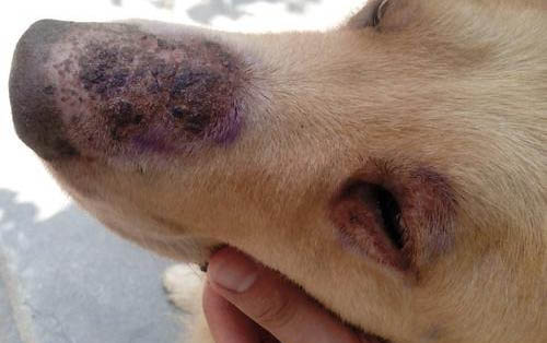 狗狗冠狀病毒病因