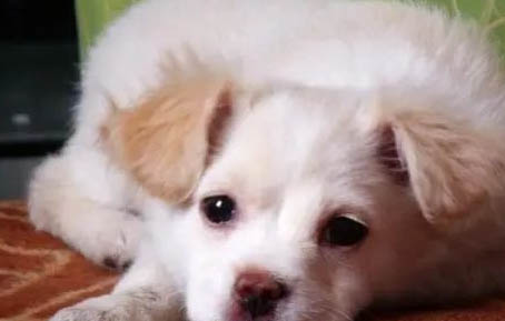 狗多久能打犬瘟疫苗
