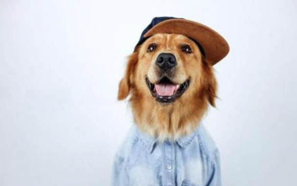 金毛犬什么時間配種