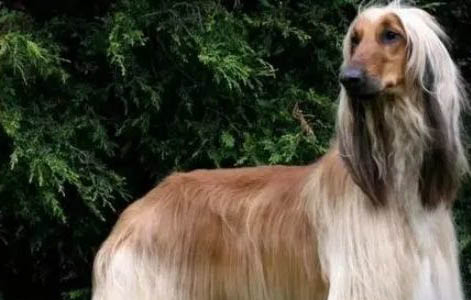 中國禁養阿富汗犬嗎