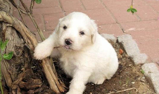 狗狗為什么不吃飯了