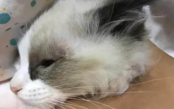 貓得了貓瘟該怎么治療