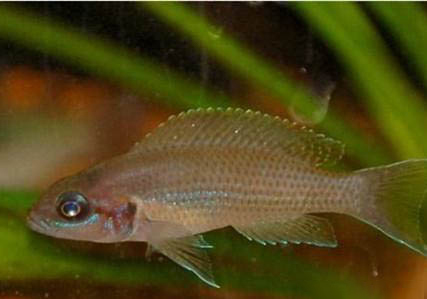 孔雀魚魚鰭受傷怎么辦