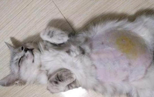 貓耳朵腫包怎么治療