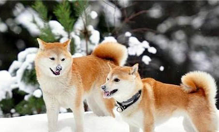 柴犬衰老會(huì)有哪些表現(xiàn)？
