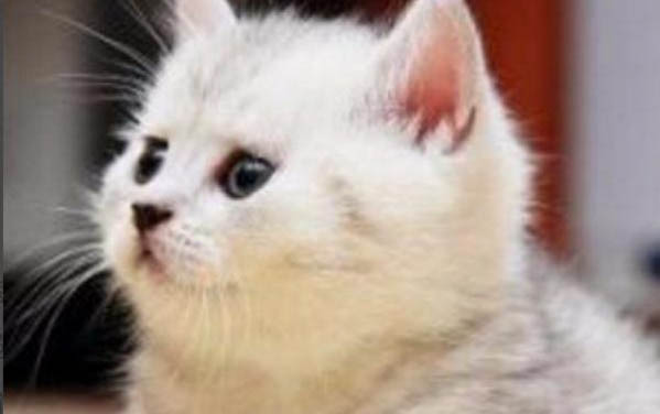 貓咪得過病后挑食是什么原因？