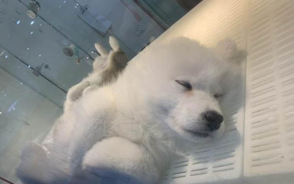 如何加盟瘋狂的小狗