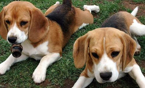 比格犬有哪些缺點呢？