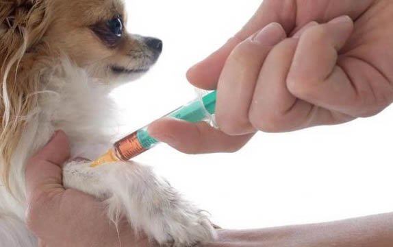 狗狗不拉屎是因為什么原因?