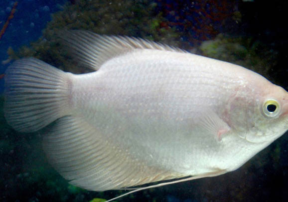 招財魚容易繁殖嗎