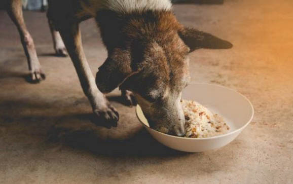 狗狗嘔吐都有可能是什么原因