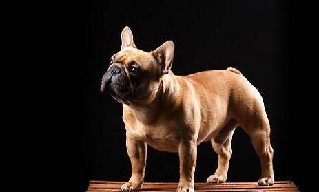 怎么樣訓練斗牛犬定點大小便啊？