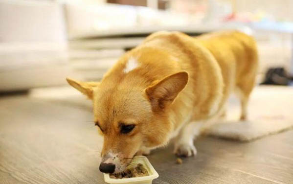 狗狗得細(xì)小病毒幾天可以喂
