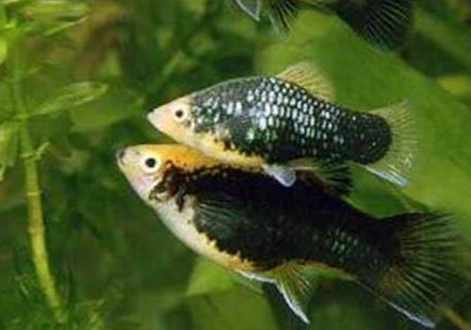 七彩神仙魚可以和什么魚一起混養(yǎng)