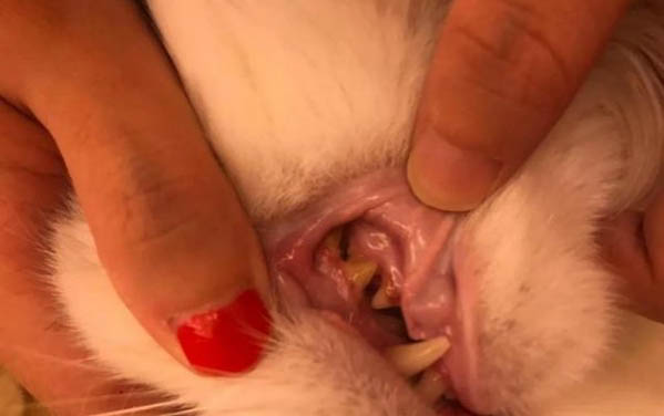 新來的貓咪多久可以和原來的貓咪見面