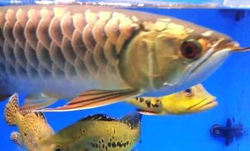 龍魚夏季多久換一次水合適
