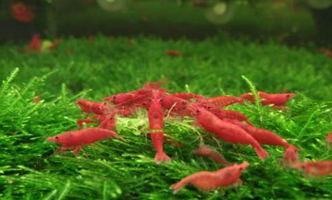 極火蝦能和魚混養嗎