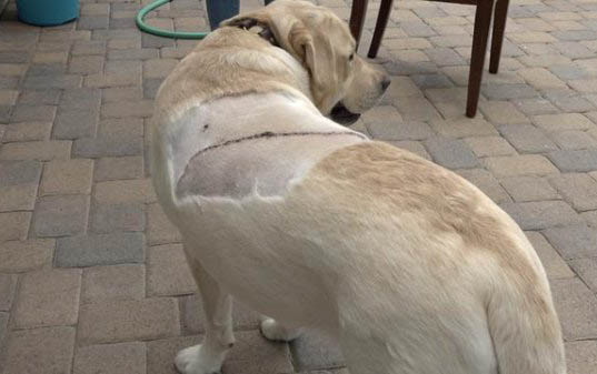 預(yù)防狗狗得細(xì)小和犬瘟打什么針好
