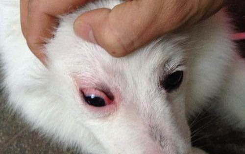狗狗產后風有哪些癥狀