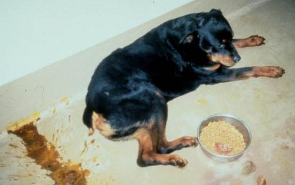黑西德牧羊犬簡介