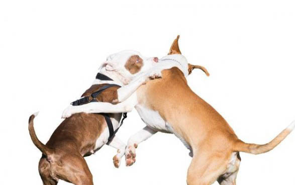 狗狗冬天洗澡多久一次