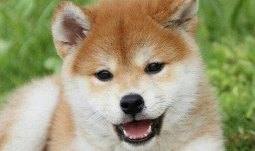 柴犬和小黃土狗的區(qū)別?