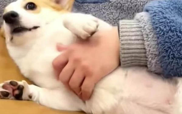 狗狗細小病毒有什么癥狀