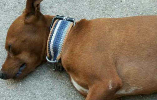 小鹿犬自制狗糧的注意事項