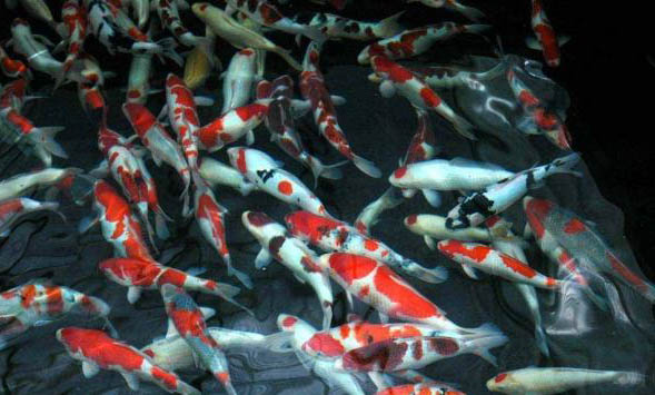 錦鯉和金魚能混養嗎