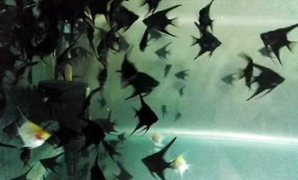 燕魚養殖方法